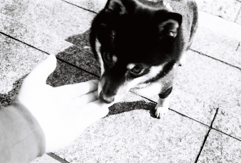 Testsie Roll: JCH Street Pan&nbsp;400